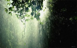 雨霖铃·秋雨