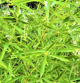静听雨声