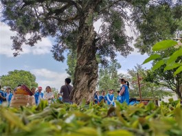 松山湖实验中学五四上茗轩茶文化研学实践教育基地茶研学之旅