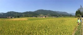 风吹过九月的稻田