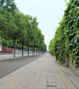 窗前的视野