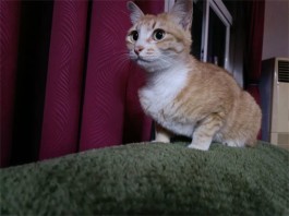 送猫记