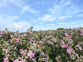 始兴山稔子进入最佳采摘期