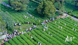体验采茶学习泡茶 千名学生乐享英德茶研学之旅