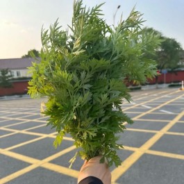 有一株艾草叫端午