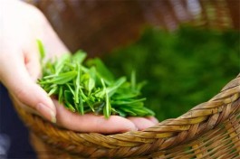 广东英德上茗轩红茶博物馆、品尝茶香鸡、赏茶花纯玩一天游