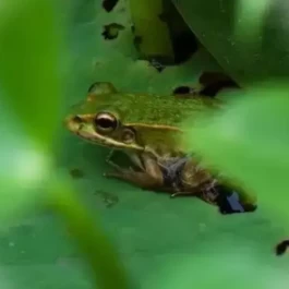 夏夜听蛙