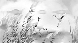 人与鸟“双向奔赴”