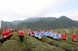 首届“宁红茶源”文化旅游节举行！游客体验别样茶旅文化