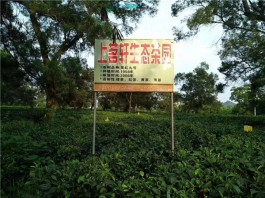 2024年元旦小长假广东省内旅游最佳去处，推荐这个英德老茶园！