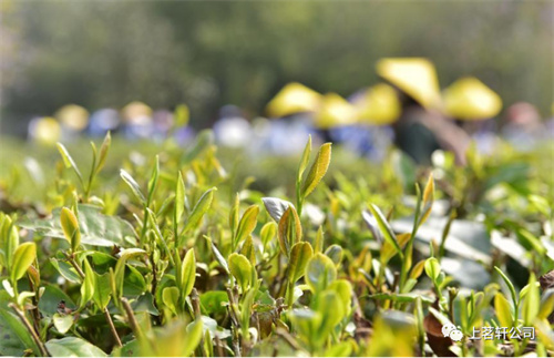 上茗轩千人茶研学——清远二中高二级研学活动