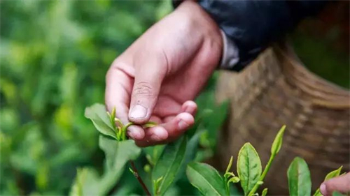 喝茶醉了，你该怎么办？