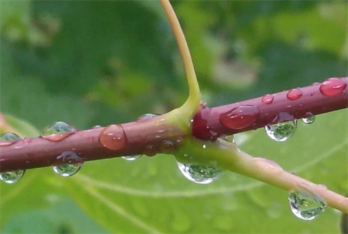 揽几许雨声入怀