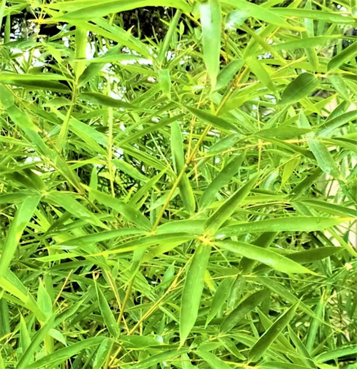 静听雨声