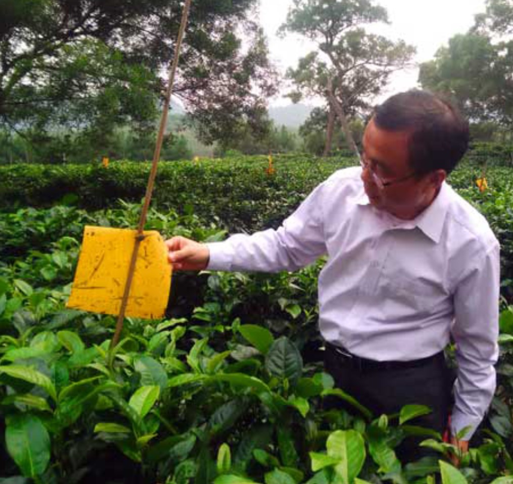 英德上茗轩茶叶公司发展生态茶有新招：竖起粘虫板种出生态茶