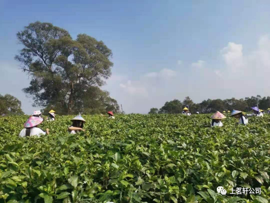 上茗轩生态茶园被认定为“清远农业公园”