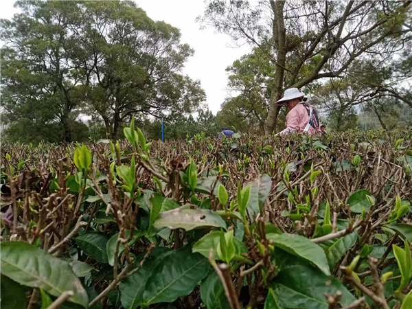 上茗轩英德红茶（英红九号）春茶上市啦！欢迎订购！