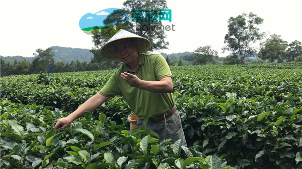 2024年元旦广东周边自驾游线路好去处 广东茶文化旅游景点推荐