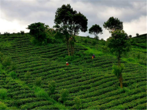 广东最佳茶文化旅游线路推荐|走进英德的最美茶园