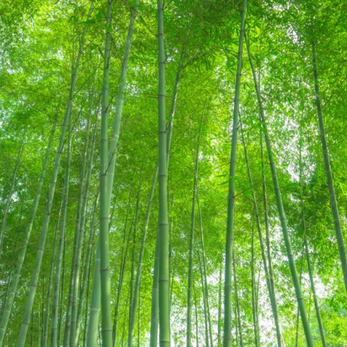 适合农村的小型加工厂，投资仅1.5万，就能年赚20万！