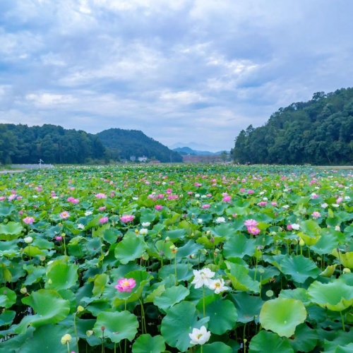 有什么APP游戏赚钱？2026年手机游戏赚钱的应用软件