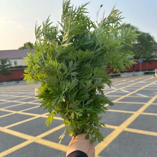 有一株艾草叫端午