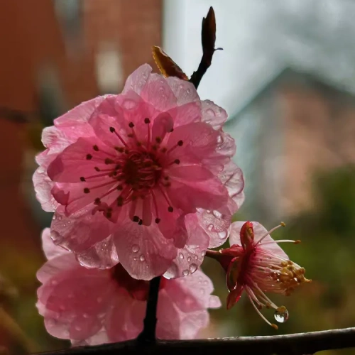 花事